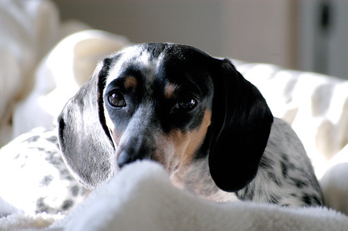 Devil Dog | by unclebumpy