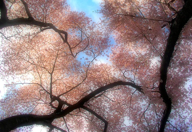 Canopy of pink