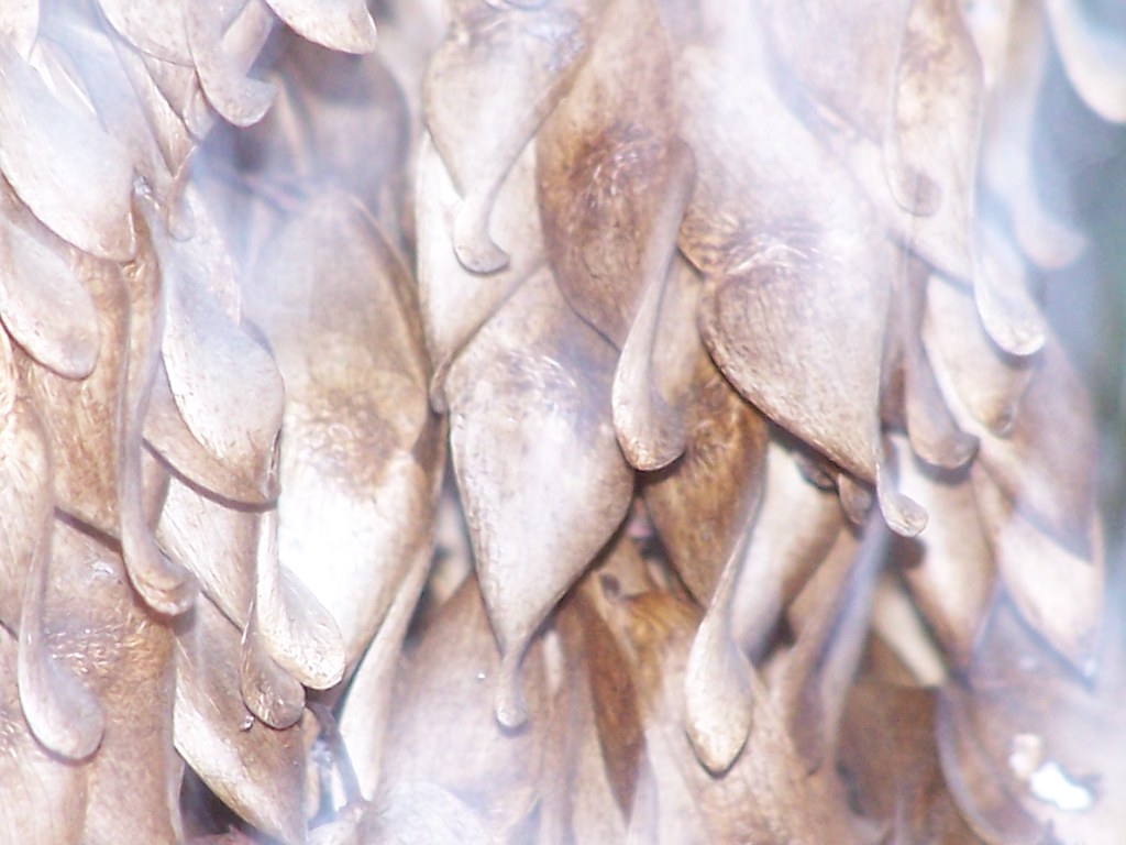 ...product of winter tree.... | ...close shot of tree...unde… | Flickr