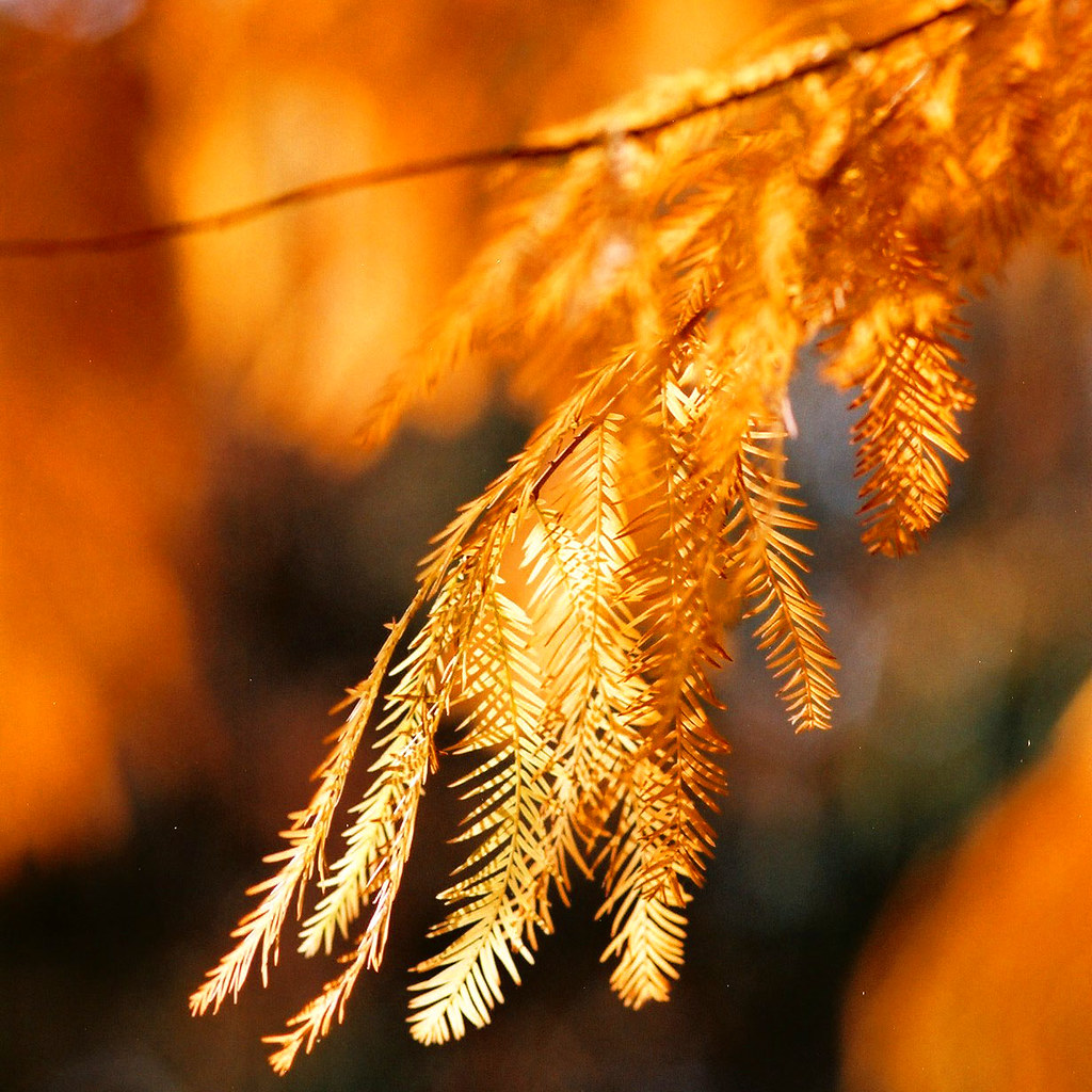 autumn leaves