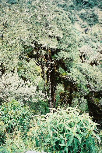 Cloud Forest Trees | by Simon Cast