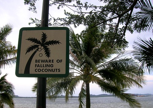 coconuts...the silent killer