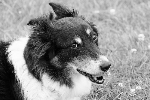 Jess | My poor girl, old before her time due to an accident … | Flickr