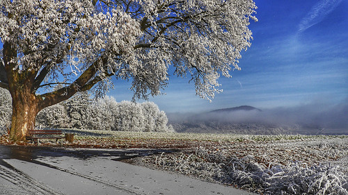 winter hoar rime hoarfrost limetree fog mist bench