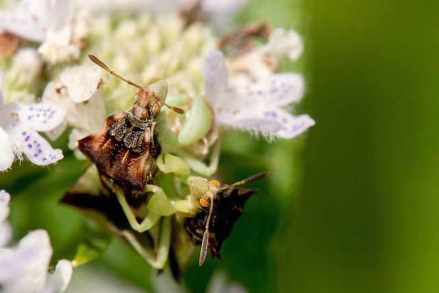 2016 Jagged Ambush Bug (Phymata erosa) 3