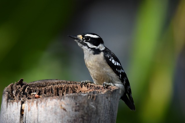 Downy Woodpecker  DSC_6312