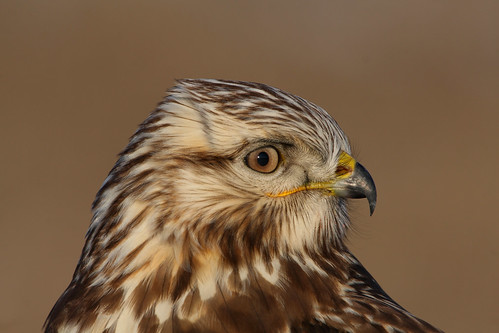 Rough-legged Hawk with Vole (Wild) by Hard-Rain