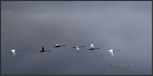 Trumpeters on the wing by M.E. Sanseverino
