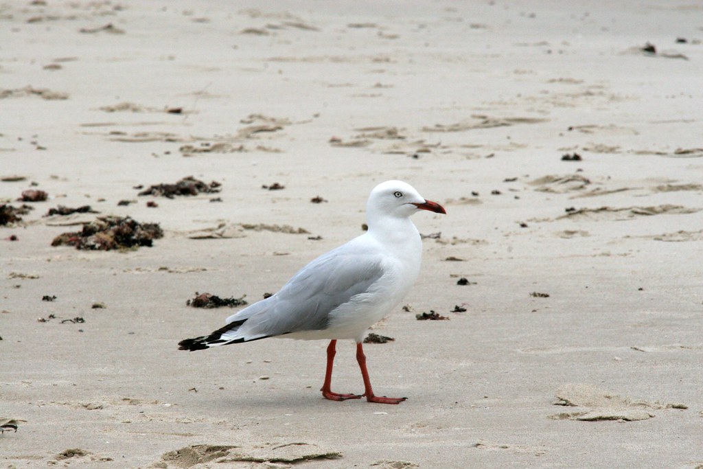 Lennox Head Beach