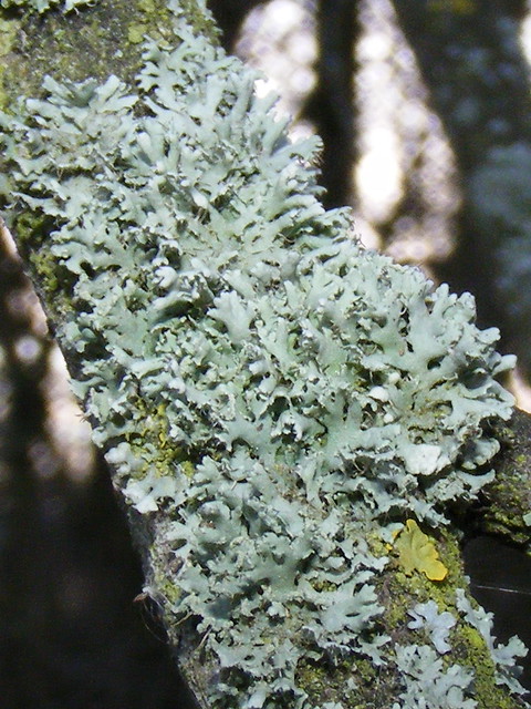 Greenshield lichen (Flavoparmelia caperata)