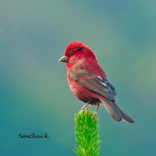 Vinaceous Rosefinch 酒红朱雀 | by somchai@2008