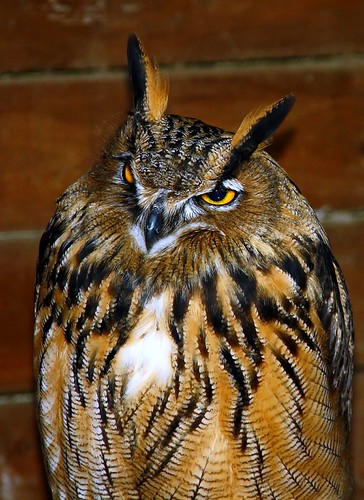 Buho real / Owl | by Cesar Redondo