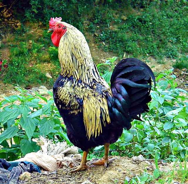 Handsome rooster (Explored, 364)