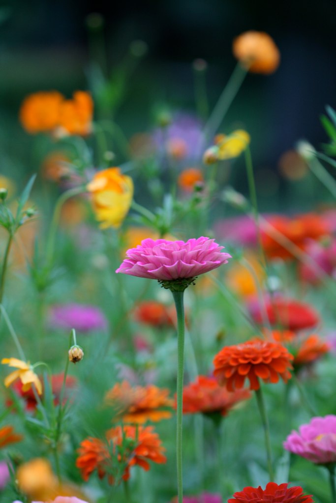 zinnias and cosmos garden-Baltimore | withUibelong | Flickr