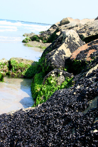 Clams on the Rocks | L Church | Flickr