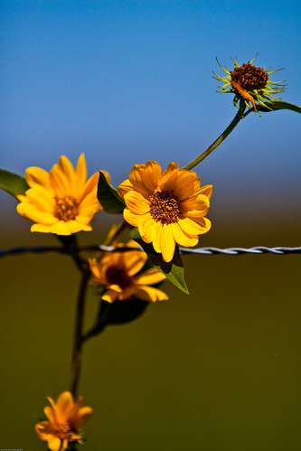 flowers nature yellow october texas fences 2009 roundtop