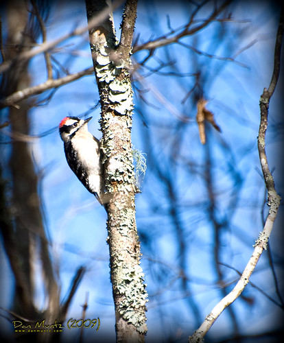 red white black bird woodpecker valdosta downy grandbay lowndes pubescens picoides d80