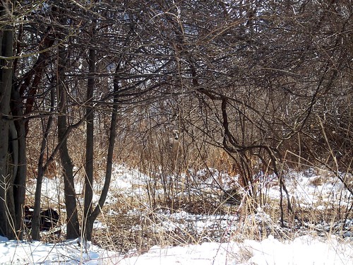winter sun white snow cold woods pittsburgh pennsylvania tan deer camouflage 2009 robinson naturwatchr