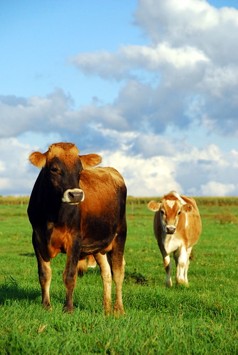 happy countryside nikon cows pennsylvania farm gimp route pa nikkor rt 18135 896 d80