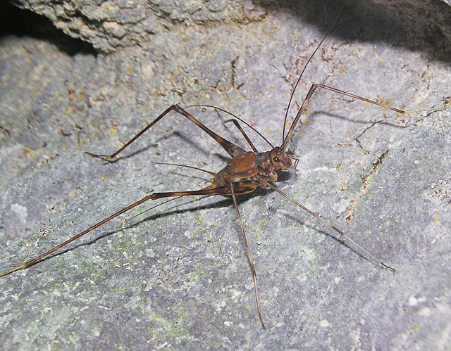 Long-legged spider cricket (Gryllidae, Phalangopsinae), La Gruta cave, Panama