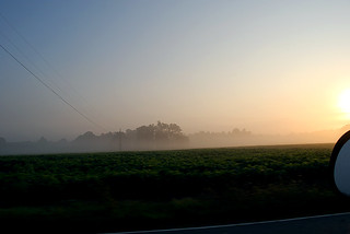 Day 187 - misty morning