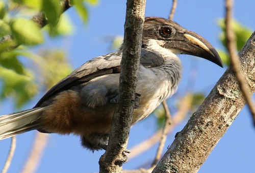 Gray Hornbill - Female | by Isuru Gunasekera