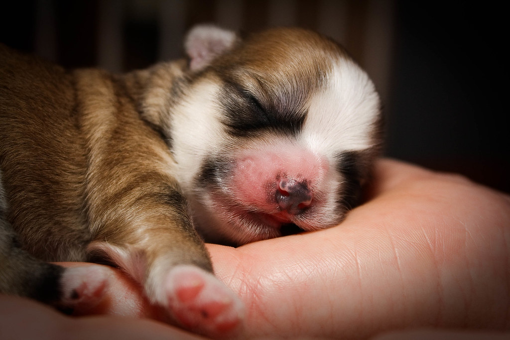 Maltese-Shihtzu puppies by wsilver