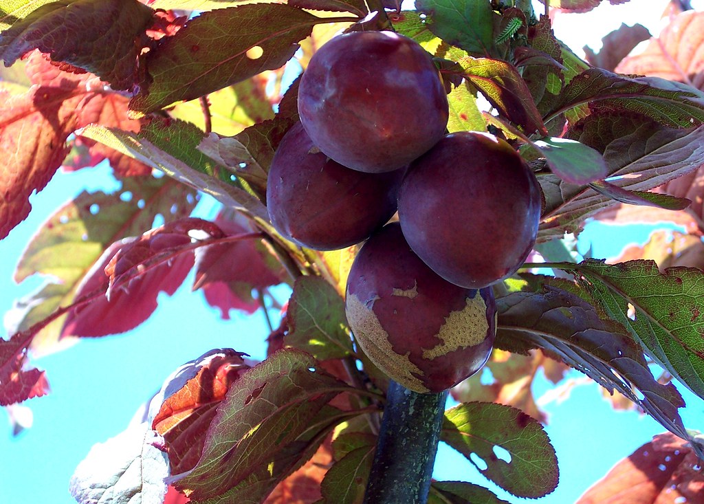 Prunus cerasifera \'Trailblazer\' / \'Hollywood\' (essbare Blu… | Flickr