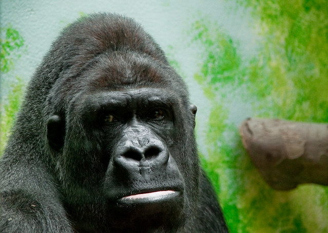 il gorilla che la sapeva lunga - zoo di anversa