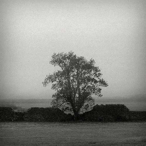 lonely tree #31970032 (2) by filipe franco