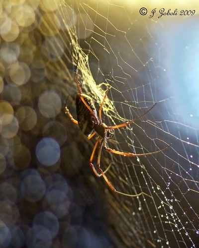 Orb Spider by ~MAMA Z~