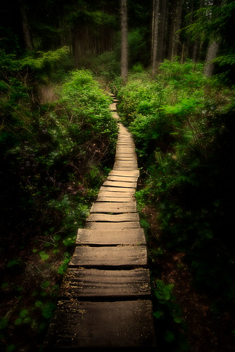 A Walk in the Woods by Deej6