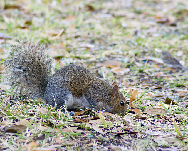 Squirrel Foraging