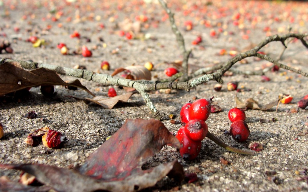 Dogwood fruit, knocked down by blackbirds and squirrels, o… Flickr