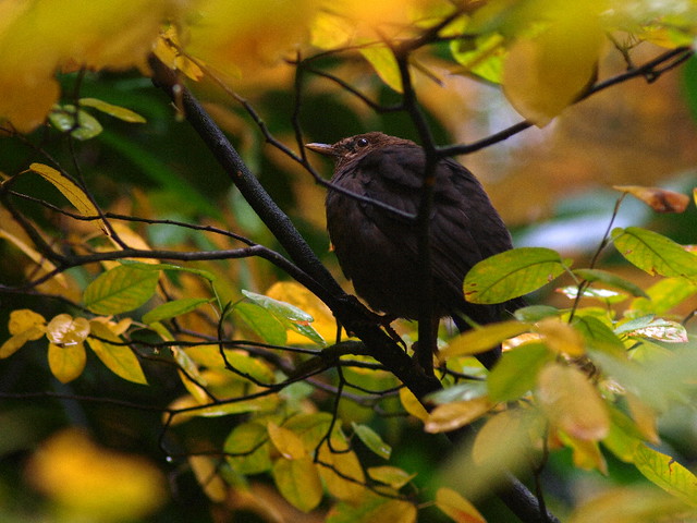 Blackbird in tree with autumn leaves. Merel.