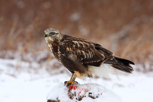 Rough-legged Hawk by Hard-Rain