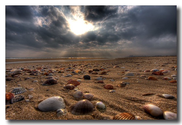 More seashells