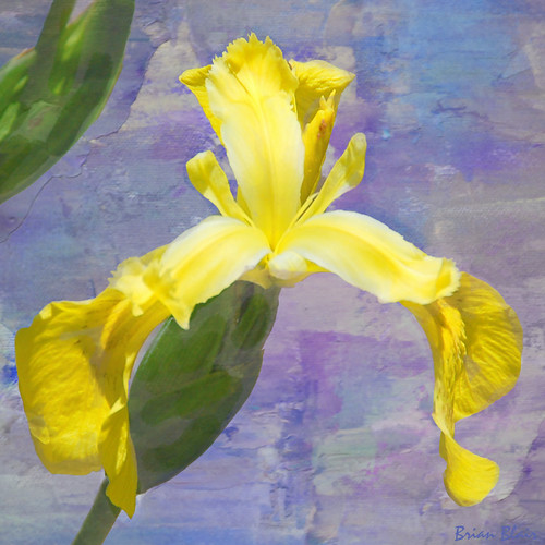 Iris Yellow | by -Brian Blair-