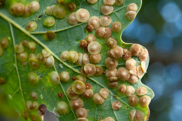 Common Spangle Gall on Oak