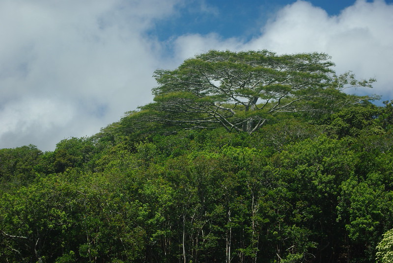 Trees | Flickr