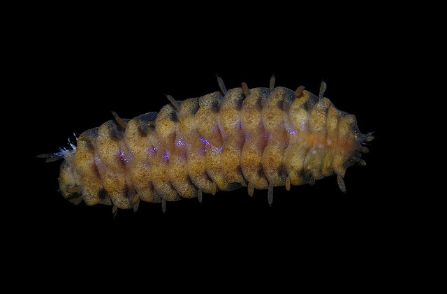 Gastrolepidia cf clavigera - a scale worm symbiotic with sea cucumbers