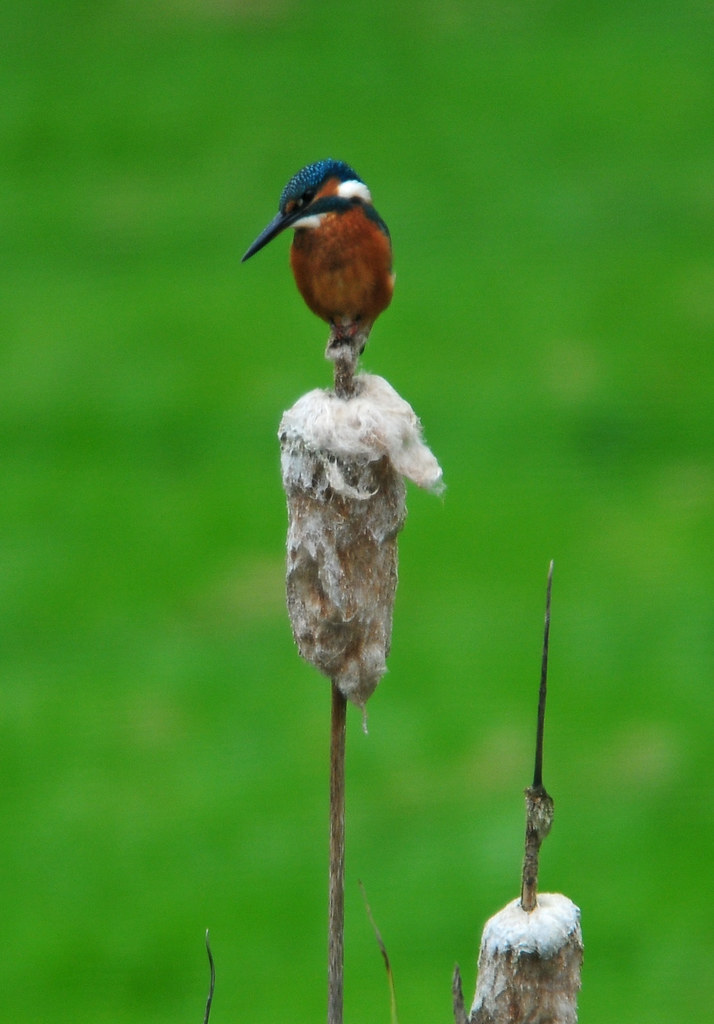 Kingfisher (Alcedo atthis) Male, Perched on a Bulrush Head