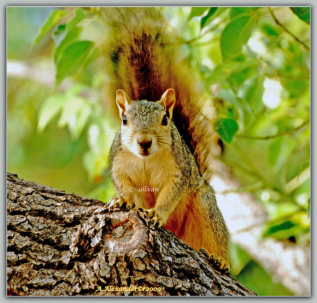 squirrel from Pasadena(ca)