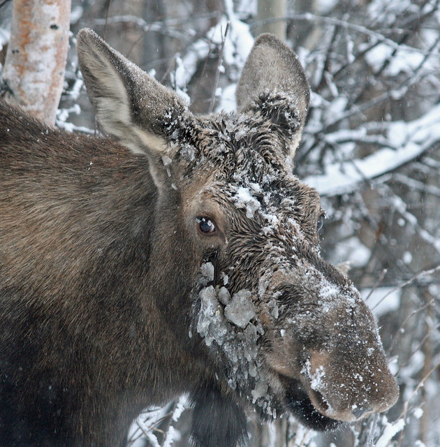 Moose with an ice covered snout on a snowy day in Anchorage, Alaska