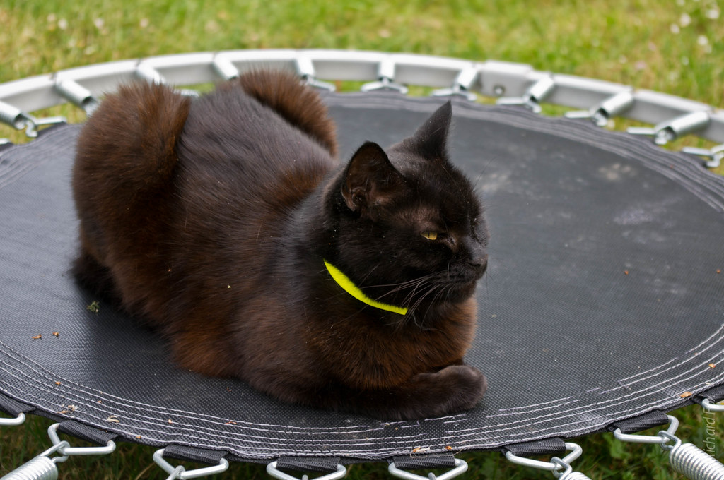 Trampoline Cat | Exercise? Peh I think not. | Foxification | Flickr