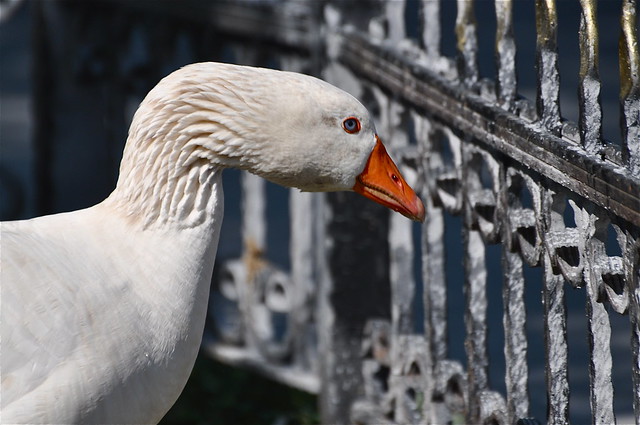 The Goose of Istanbul   (#1)