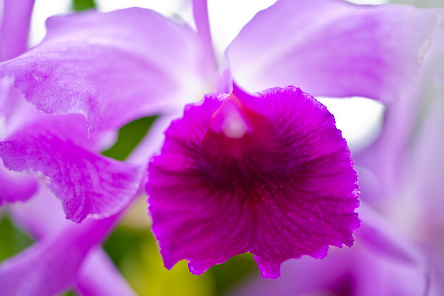 Purple Cattleya Orchid 2