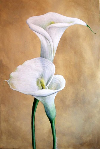 calla lillies | by rob mitchell.