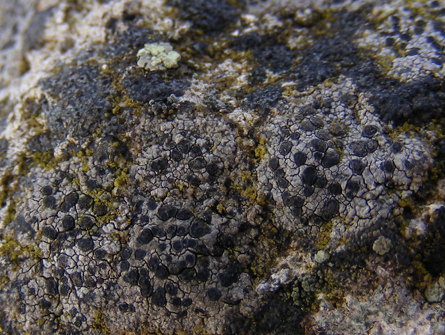 Lichen (Porpidia sp)