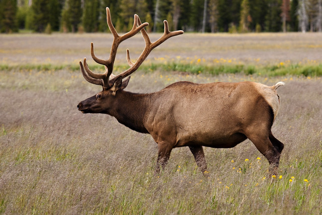Elk In Velvet, Yellowstone National Park